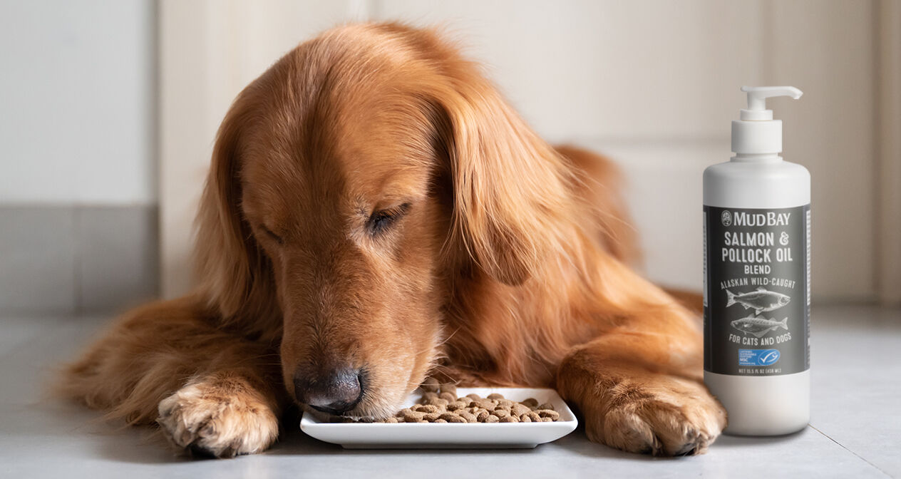 dog eating food next to bottle of Mud Bay Salmon & Pollock Oil Blend